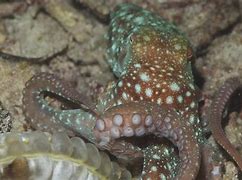 Image result for Octopus Aesthetic