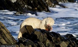 Image result for Albino Sea Otter