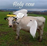 Image result for Holy Cow Meme