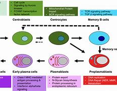 Image result for plasma b cell differentiate