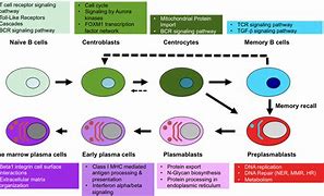 Image result for Plasma B Cells