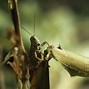 Image result for Cricket Insect Eats Rubber