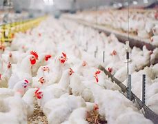 Image result for Poultry Farming
