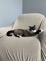 Image result for Cat Sitting Alone On Couch Meme