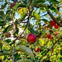 Image result for Apple Growing Season