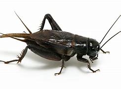 Image result for Cricket Insect Food