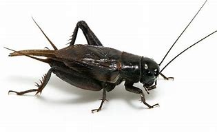 Image result for Shiny Cricket Bug