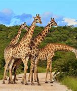 Image result for African Safari Kenya