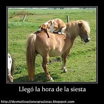 Image result for Desmotivaciones Graciosas