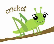 Image result for Cricket Race Insect Cartoon
