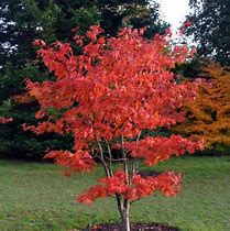 Image result for Acer Tree