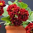 Image result for Primula auricula Fred Booley
