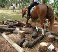 Image result for Horse Obstacle Course