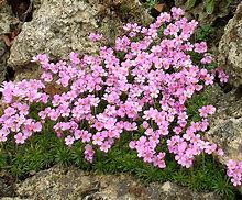 Image result for Androsace carnea x pyrenaica