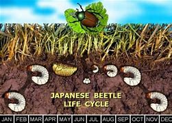 Image result for "japanese-beetle"