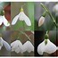 Image result for Galanthus Wifi Dipping