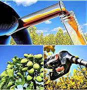 Image result for Biofuel Sources