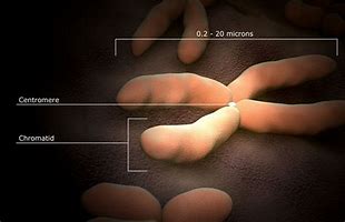 Image result for 23 Chromosomes