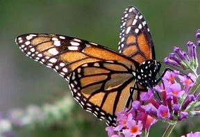 Image result for Butterflies iPhone Wallpaper