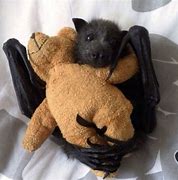 Image result for Cute Af Bat