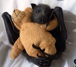 Image result for What Is the Cutest Bat Breed