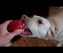 Image result for Eating Apple Funny