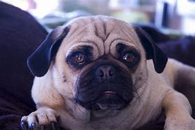 Image result for Pug Sneakers