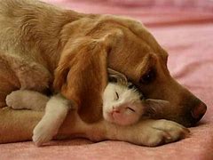 Image result for Cat Dog Cuddle