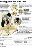 Image result for Large Dog CPR