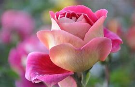 Image result for Beautiful Flowers and Roses