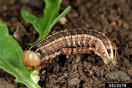 Image result for "army-cutworm"