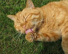 Image result for Cat Tongue Grip Tape Flag