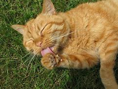 Image result for Cat Tongue Meme Cute