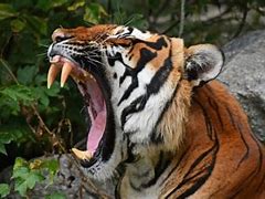 Image result for Tiger Sharp Teeth