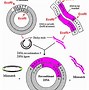 Image result for Recombination DNA Model