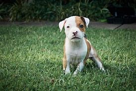 Image result for Pit Bull Terrier Dog