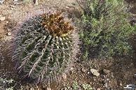 Image result for Arizona Cactus