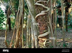 Image result for Jungle Book Parasitic Tree