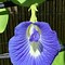 Image result for Butterfly Pea Plant