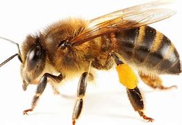 Résultat d’images pour abeille