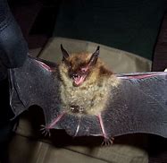 Image result for Western Long-Eared Bat
