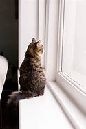 Image result for Cat Looking Window