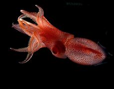 Image result for Real Squid