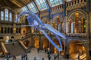 Image result for National History Museum London