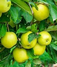 Image result for Yellow Apple Varieties