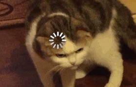 Image result for Angry Cat Loading Meme