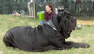 Image result for Biggest Pet Dogs