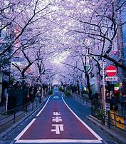 Image result for Sakura Wallpaper for Computer