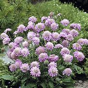 Image result for Scabiosa columbaria Pink Mist