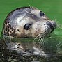Image result for Chonky Seal Wallpaper
